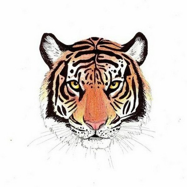 Тигр морда