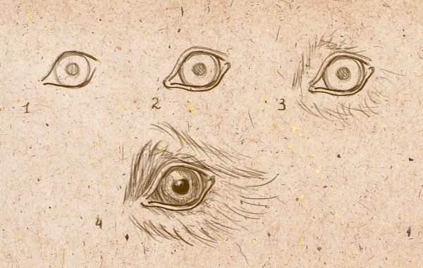 Как нарисовать глаза медведю