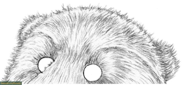 Заштриховать медведя карандашом