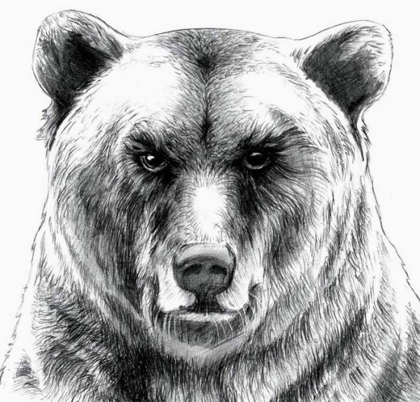 Медведь анфас