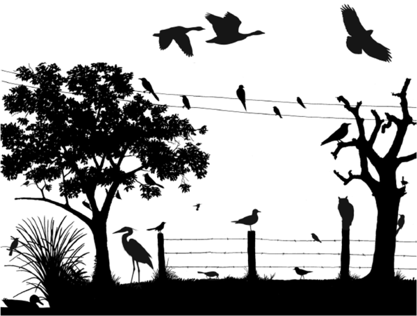 Силуэты природы