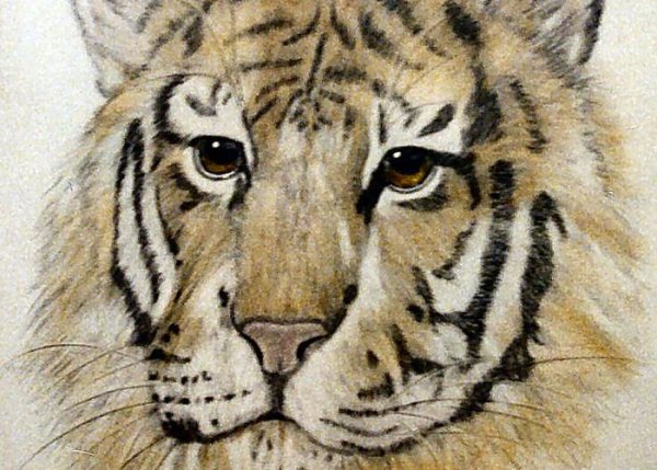 Тигр рисунок гелевой ручкой