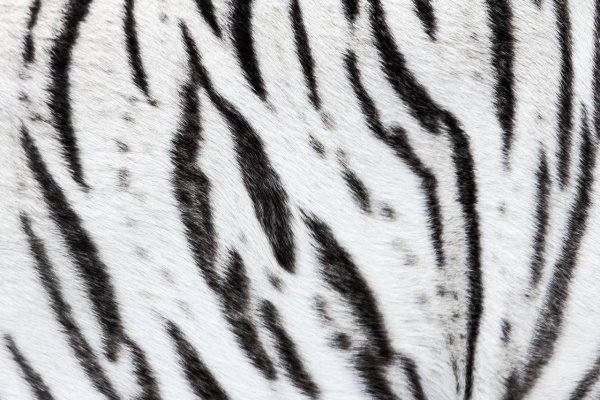 Полоски тигра