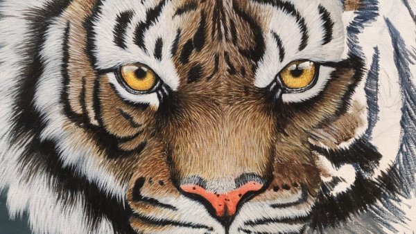 Рисуем тигра шерстью