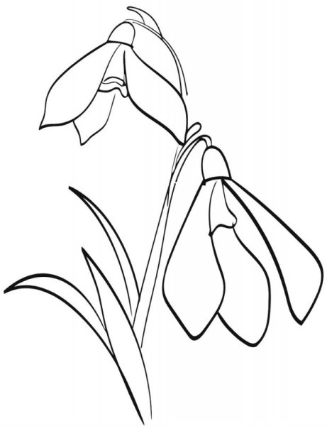 Подснежники эскиз в цвете