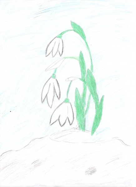 Подснежник широколистный раскраска