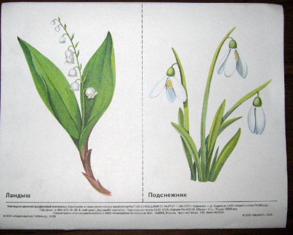 Рисунок подснежника для детей средней группы