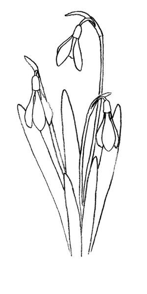 Рисунок подснежника для детей 3 класс