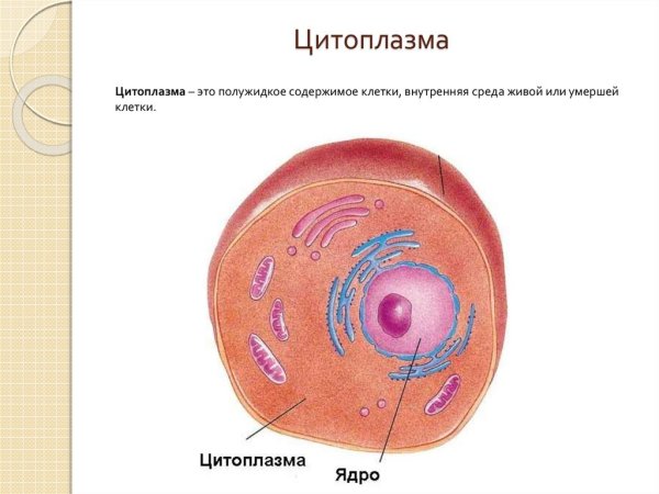 Строение цитоплазмы клетки