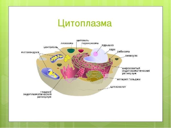 Строение цитоплазмы клетки