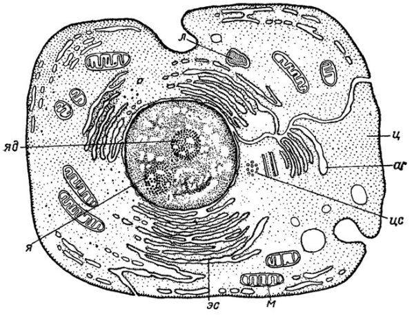 Эндоплазматическая сеть — ; ядро — ; лизосомы —