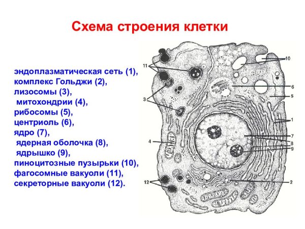 Схема микроскопического строения животной клетки