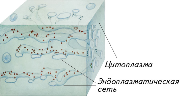Строение цитоплазмы клетки