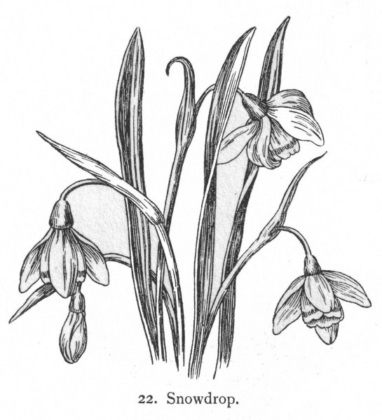 Первоцвет контур