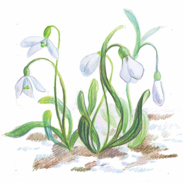 Подснежники для вырезания