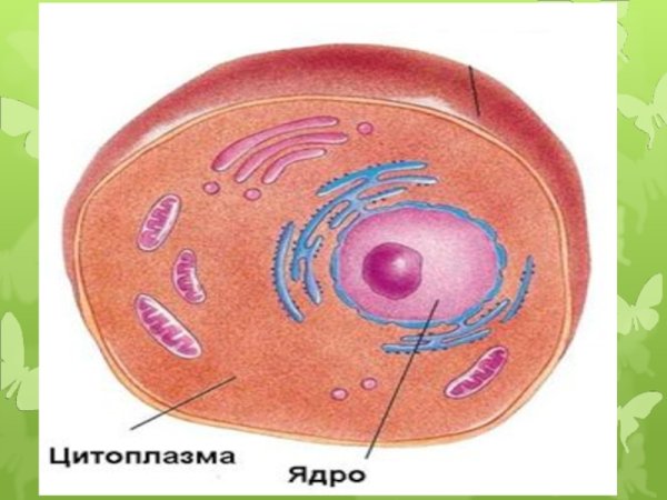 Ядро цитоплазма