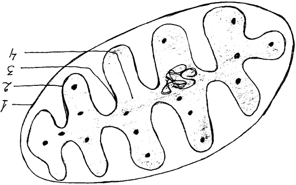 Митохондрии органоид ЕГЭ