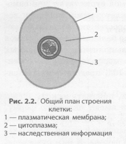 Общий план строения клетки схема