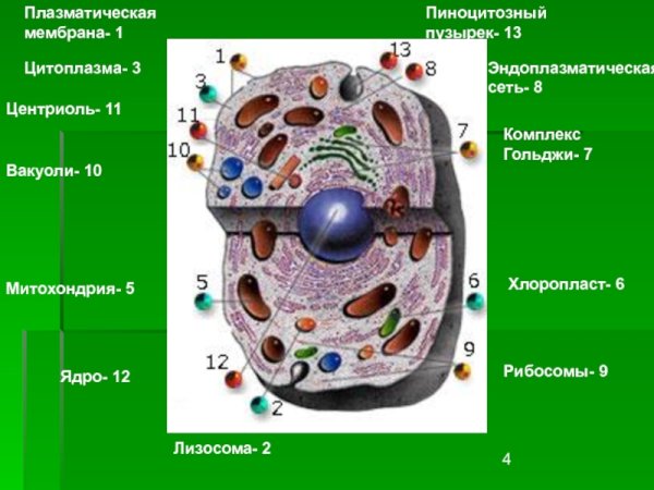 Клеточная мембрана цитоплазма ядро рибосомы митохондрии