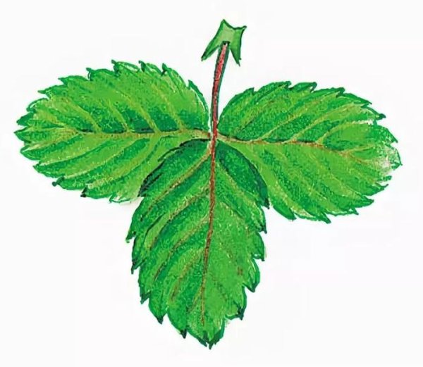 Листок клубники