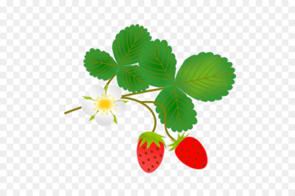 Отрисовки земляника