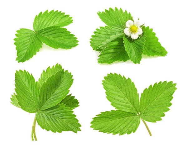 Листья клубники на белом фоне