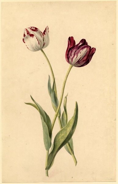 Тюльпаны референс