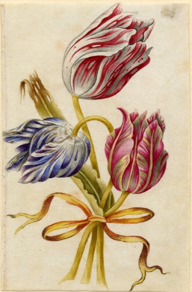 Тюльпан Сибилла Мериан