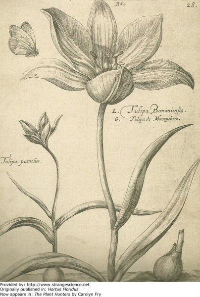 Пьер-Жозеф редуте тюльпаны