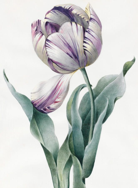 Tulipa Botanical