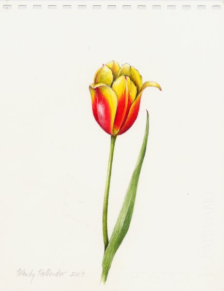 Tulipa Botanical