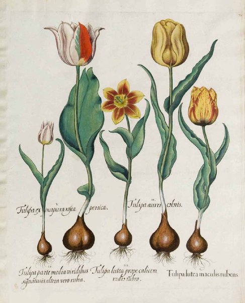 Tulipa gesneriana Ботанический рисунок