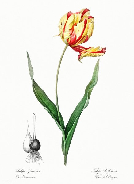 Тюльпан Ботаническая иллюстрация