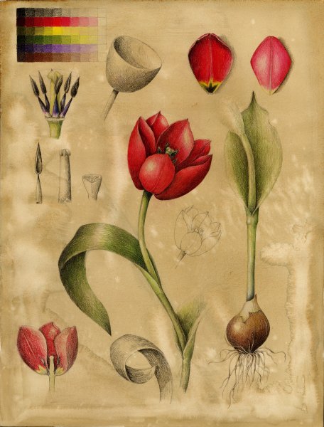 Botanical Tulips тюльпан