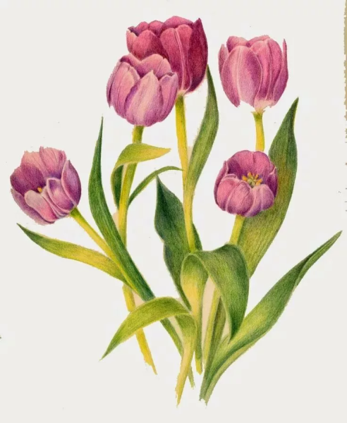 Botanical Tulips тюльпан