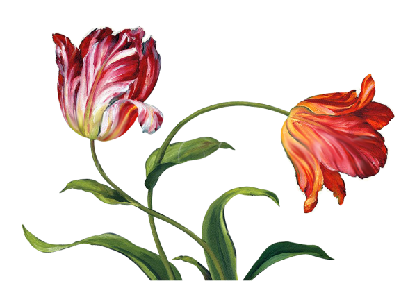 Тюльпан Ботаническая иллюстрация