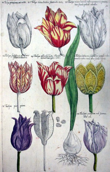 Корневище тюльпана