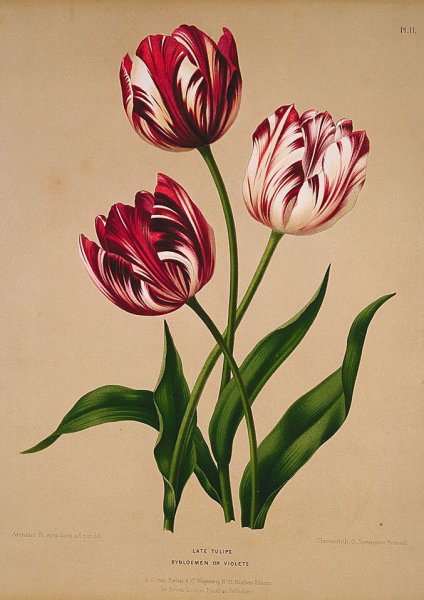 Тюльпан Botanical