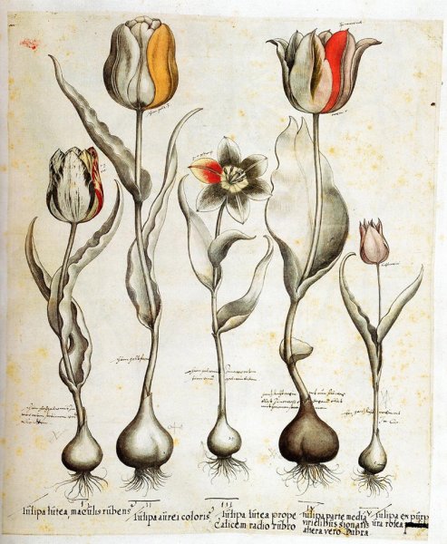 Дюрер Ботанические акварели