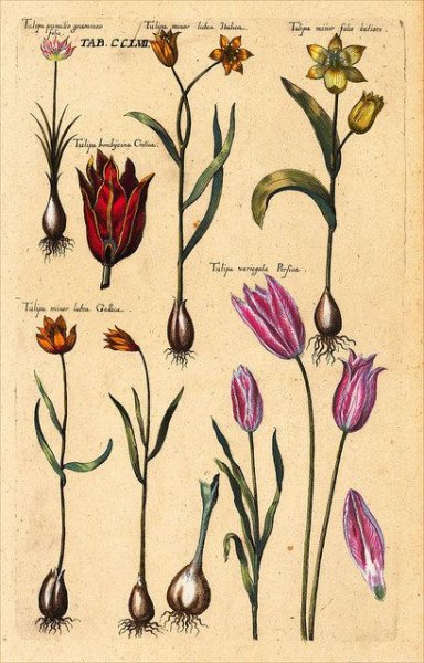 Тюльпан Ботанический атлас