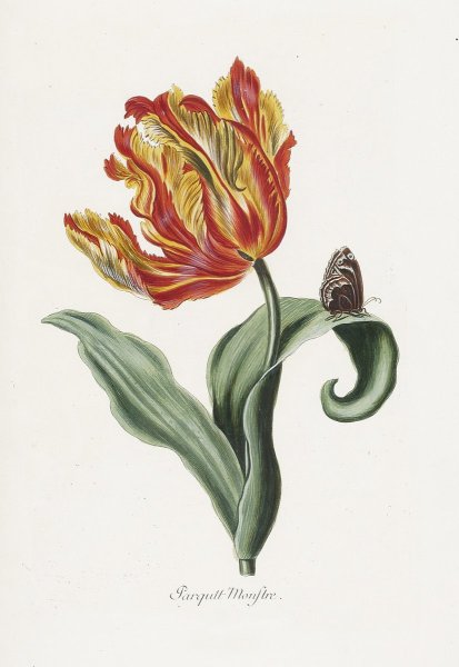 Тюльпан Ботанический атлас