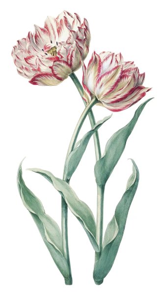 Тюльпан Botanical