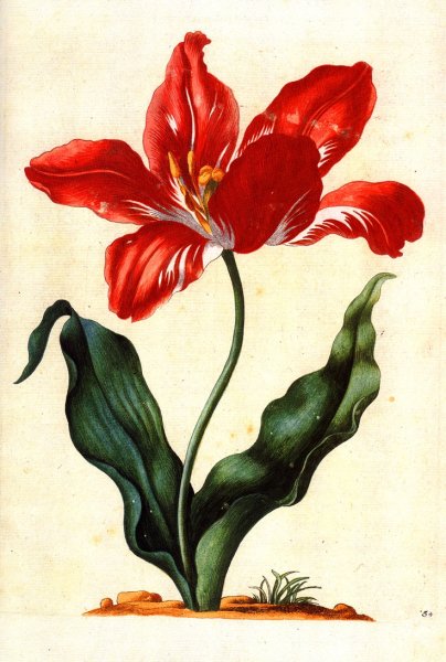 Ботанические тюльпаны луковицы