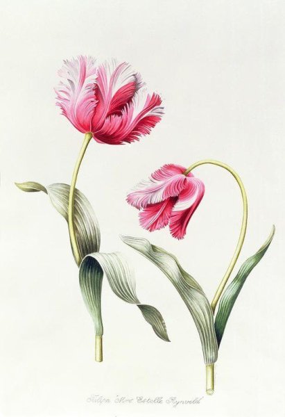 Botanical Tulips тюльпан
