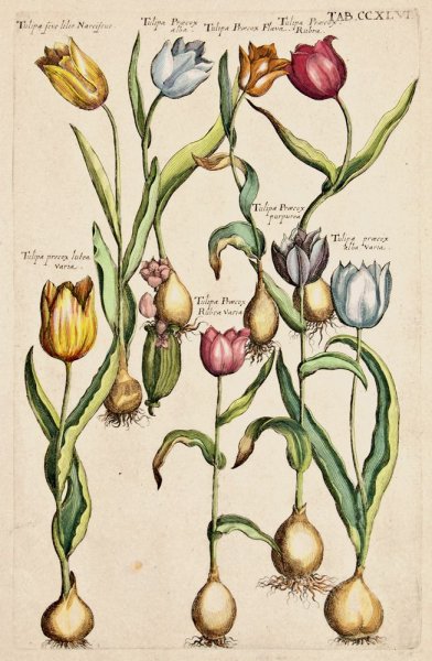 Tulipa gesneriana