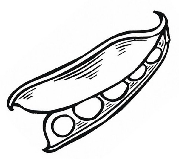 Горох рисунок