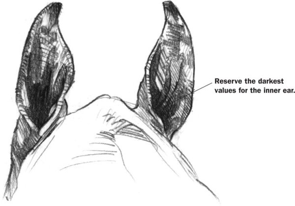 Уши лошади референс