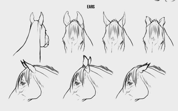 Голова лошади референс