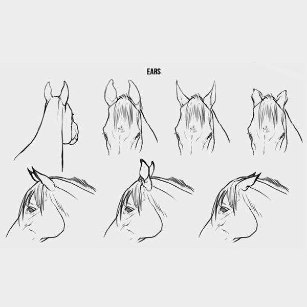 Уши лошади рисунок