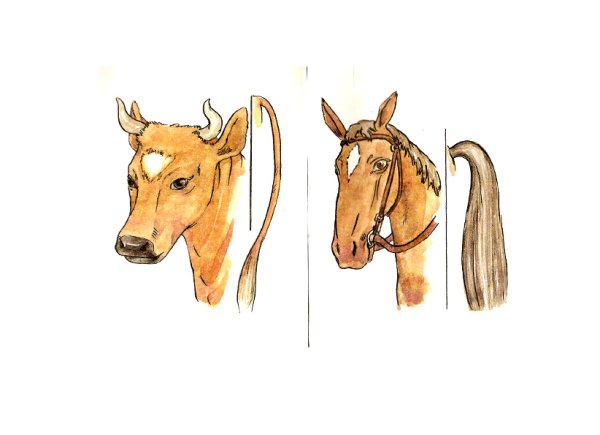 Референс лошади для рисования голова